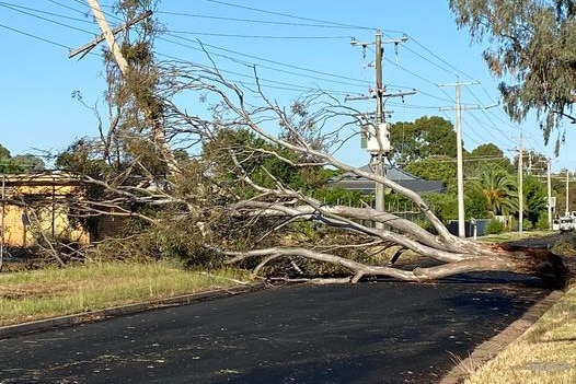 A tree blown down over a road.