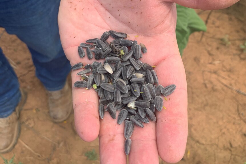 Close up of all black sunflower seeds held in the palm of a hand 