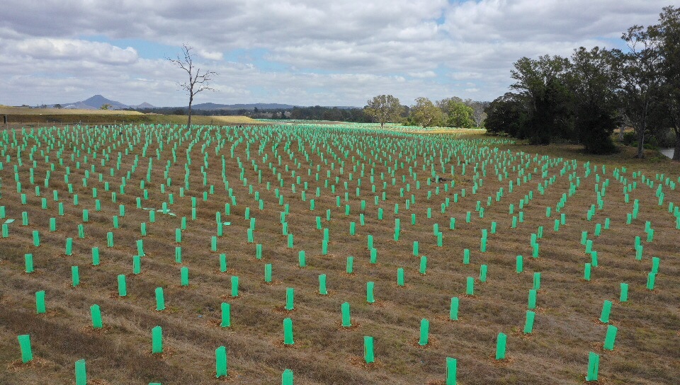Rows of saplings