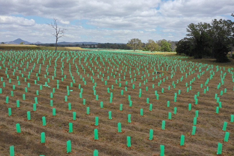 Rows of saplings