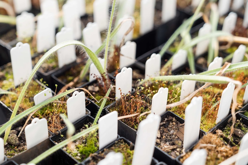 A close-up shot of orchid seedlings in seedling pots with white tags sticking out of them.