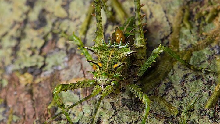 Green spiky bug