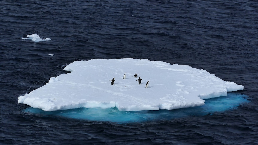 Adelie penguins on an ice floe inthe southern ocean near Casey Station, Antarctica