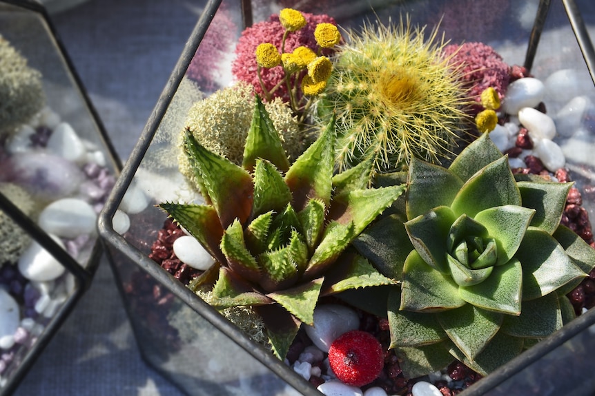 A succulent terrarium ready to be gifted, the conditions may not be ideal for the plants to survive.