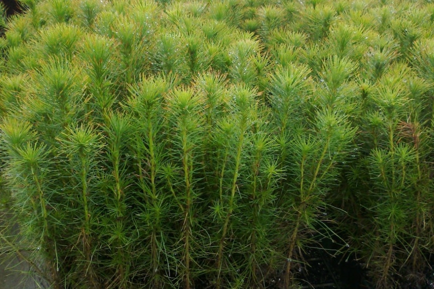 Close up of pine seedlings