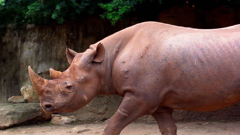 A rare adult Black Rhinoceros walks about its enclosure at Taronga Zoo