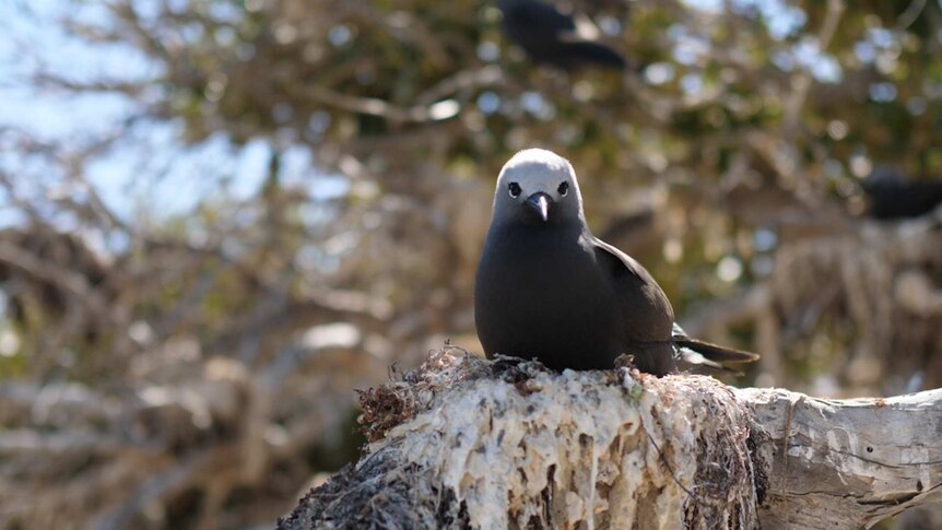 A lesser noddy sitting on its nest at Pelsaert Island at the Houtman Abrolhos Islands.