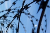 Razor wire sits atop a security fence