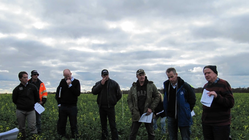 Farmers and advisors listen to Peter Campbell speak about the management of stubble on his canola paddock near Pleasant Hills