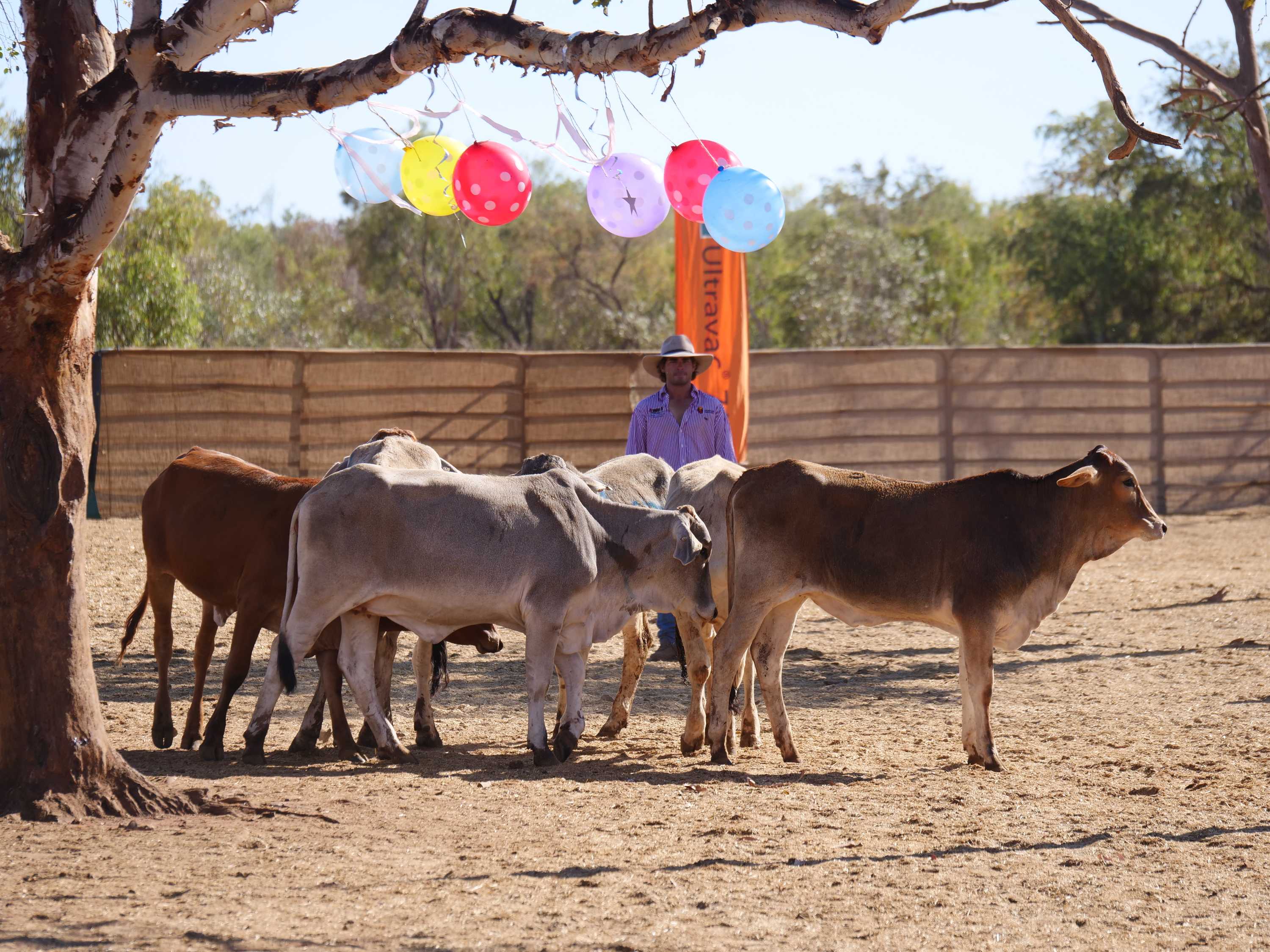 Livestock Handling Cup celebrates animal welfare and stockmanship in WA