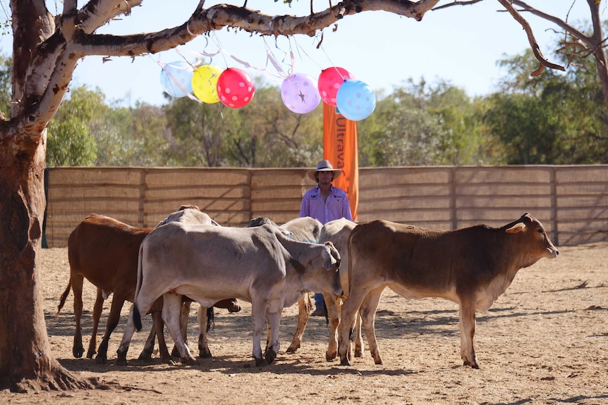 Cattle under balloons hanging in tree with male stockman walking behind them