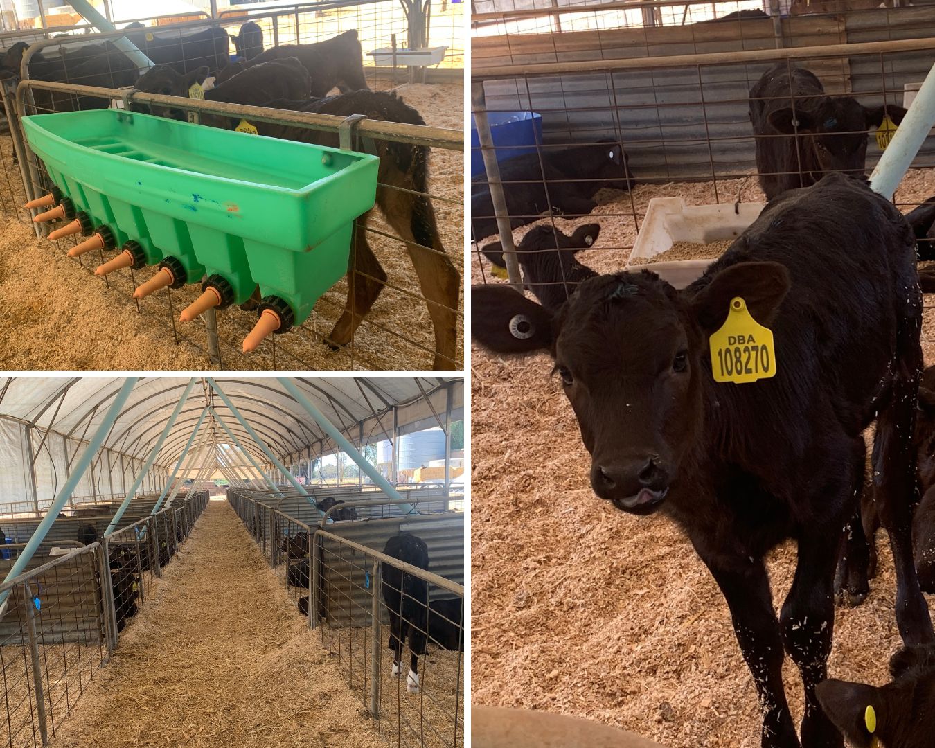 A collage of three pics showing calves close up, a green bin with fake teets, a pen housing calves. 