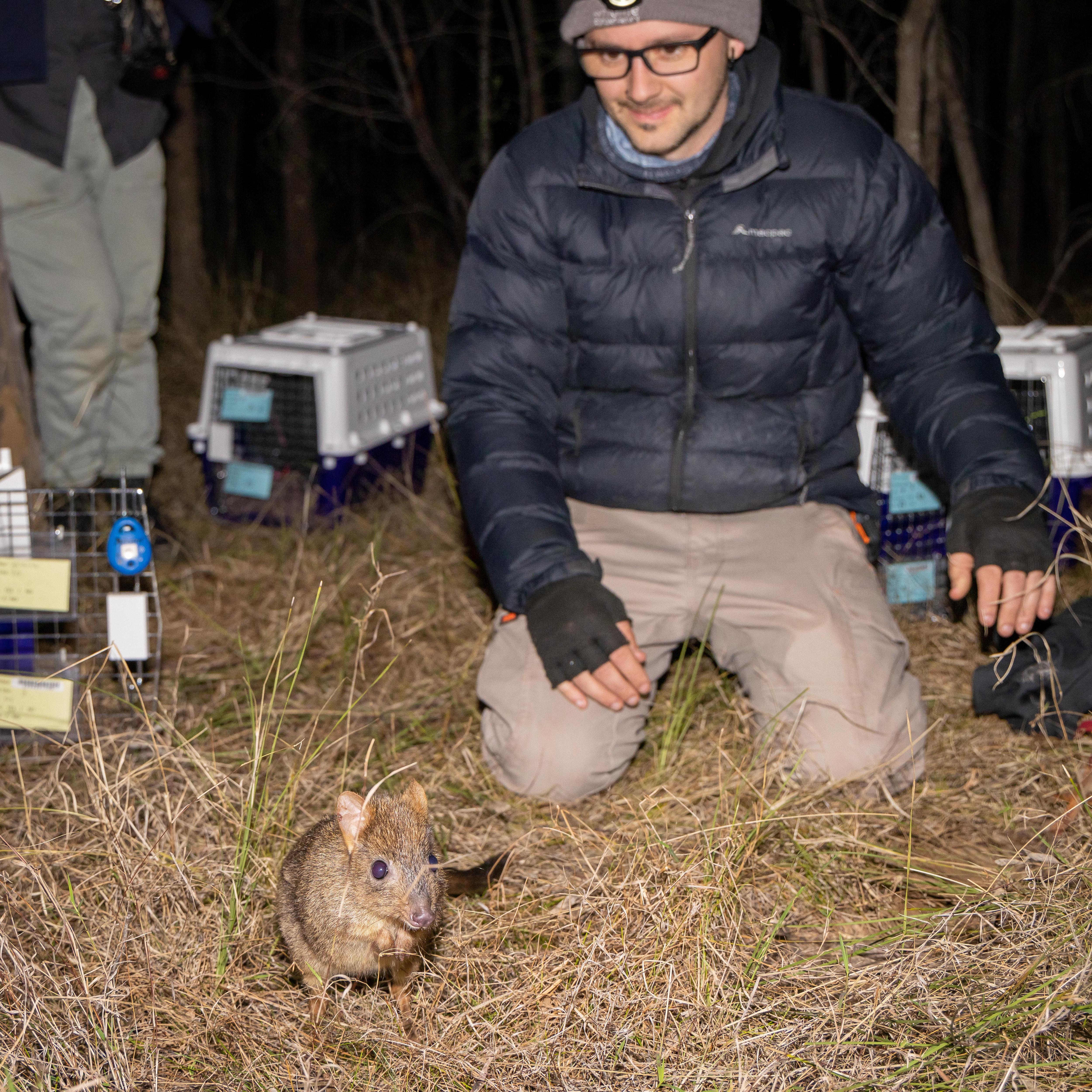 A close up of a small, hairy, brown brush tail bettong with a darker fluffy tail in dry grass.