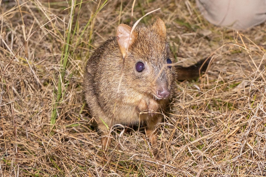 A brush tail bettong in grass