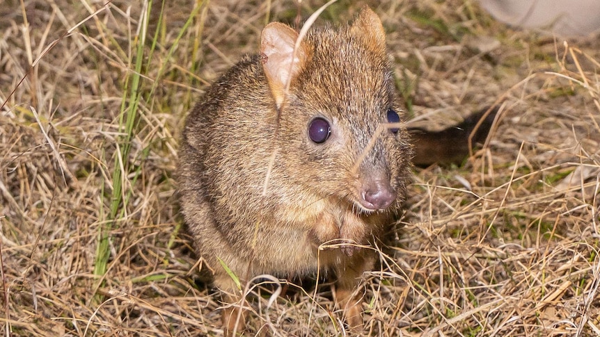 A close up of a small, hairy, brown brush tail bettong with a darker fluffy tail in dry grass.