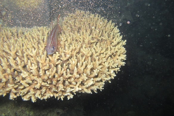 Coral spawning on Orpheus Island, Great Barrier Reef.