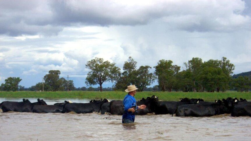 A Geurie farmer herds cattle through floodwaters to higher ground on a property on the western plains of New South Wales.