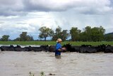 A Geurie farmer herds cattle through floodwaters to higher ground on a property on the western plains of New South Wales.