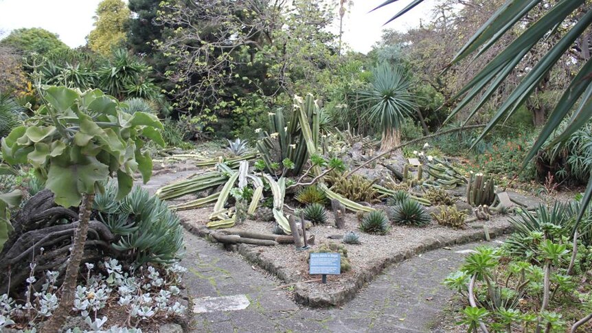 Broken cacti lie on the ground after vandalism in the Arid Garden at Melbourne's Royal Botanic Gardens