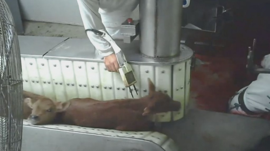 Animals mistreated at Echuca abattoir - ABC News