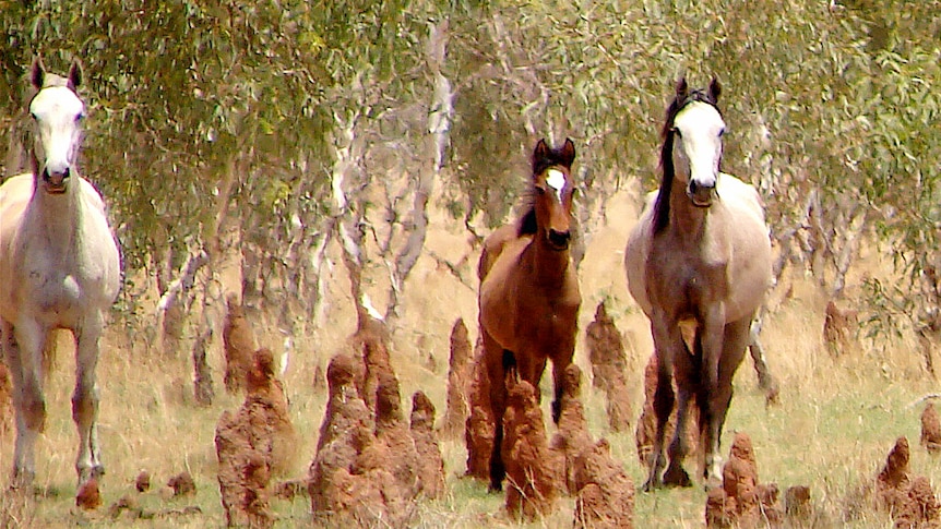Wild horses in the area where a cull is taking place