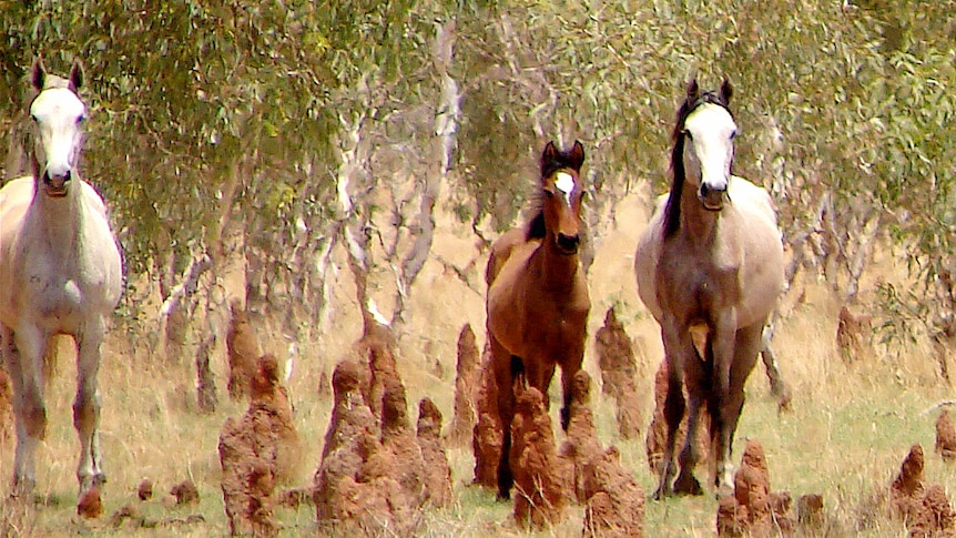 Three wild horses standing near termite mounds, with gum trees in the background.