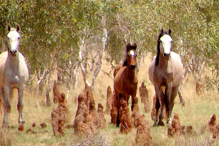 Three wild horses standing near termite mounds, with gum trees in the background.