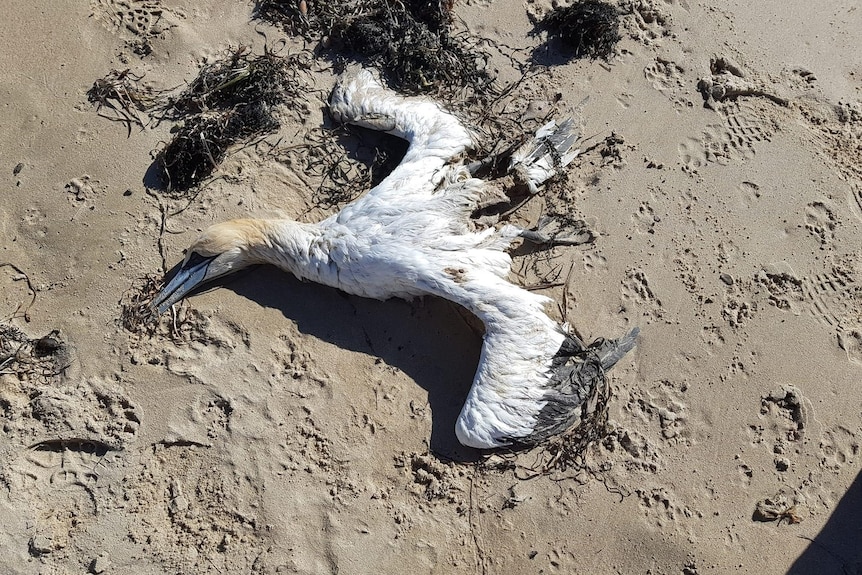 A white bird splayed out with seaweed around it on a beach 