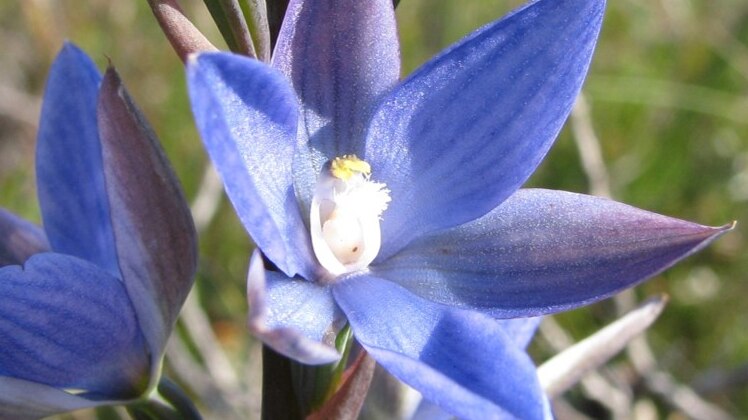 This image is of the great sun orchid, a vivid blue flower.