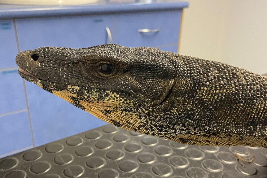 The head of a large male monitor lizard in profile.