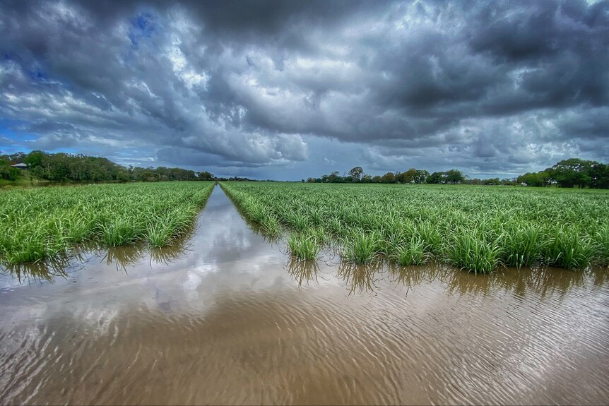 Green cane plants submerged under muddy rain water with dark clouds in the background