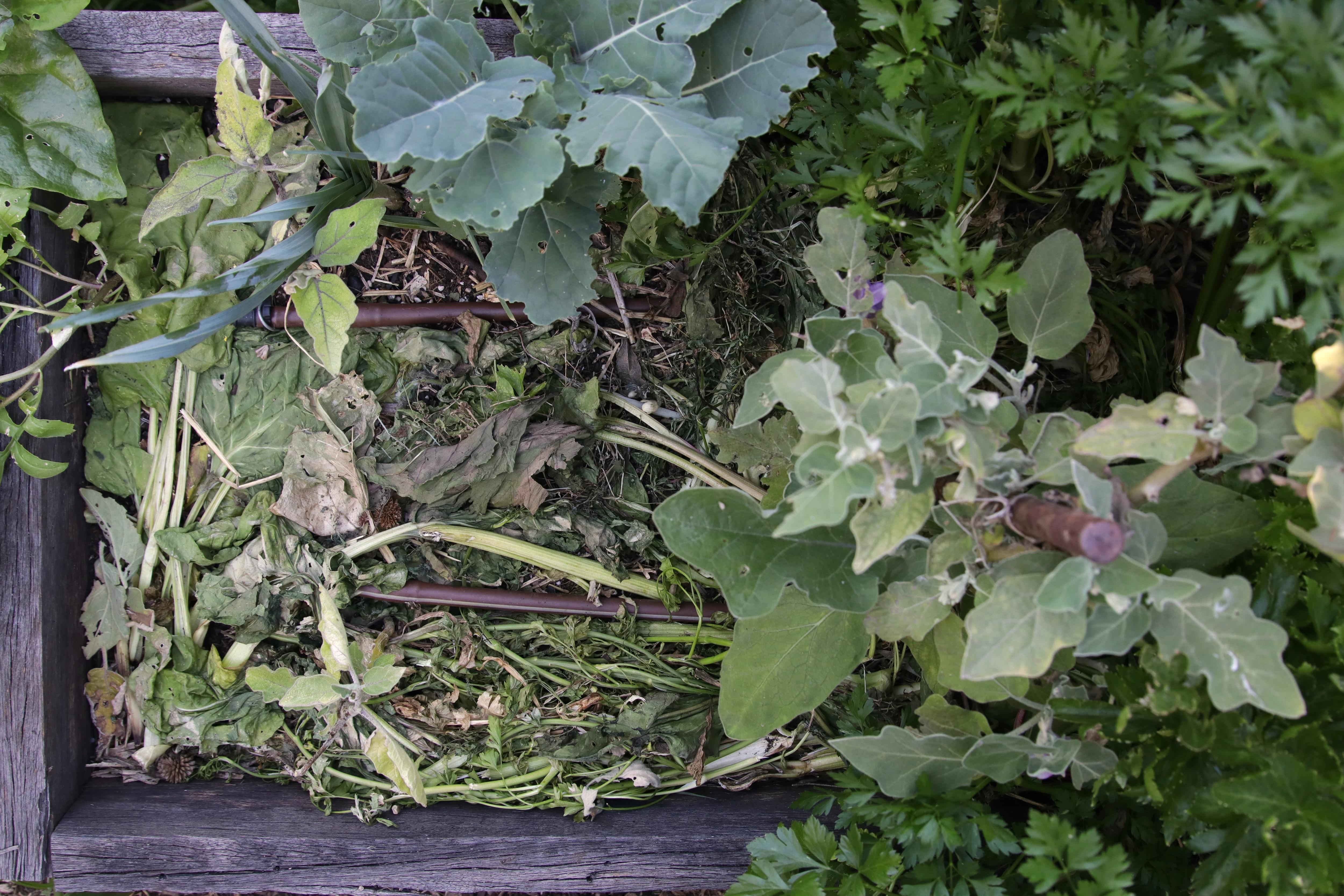A vegetable garden bed with brown irrigation hoses and chopped plants spread out over the surface.