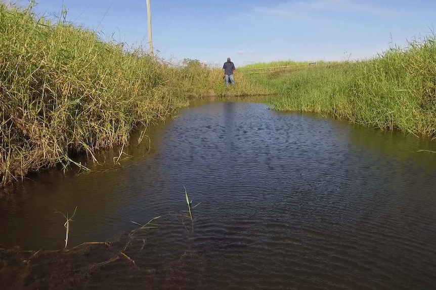 Sugarcane grower looks over silt-filled trench