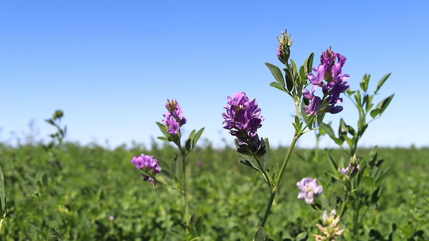 Purple-flowering lucerne under irrigation at Woodie Woodie, Warrawagine Station in the East Pilbara.