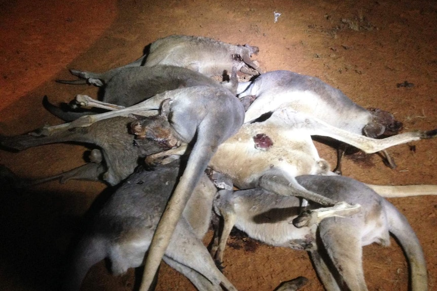 Pile of roos shot dead inside a cluster fence at night in western Queensland.