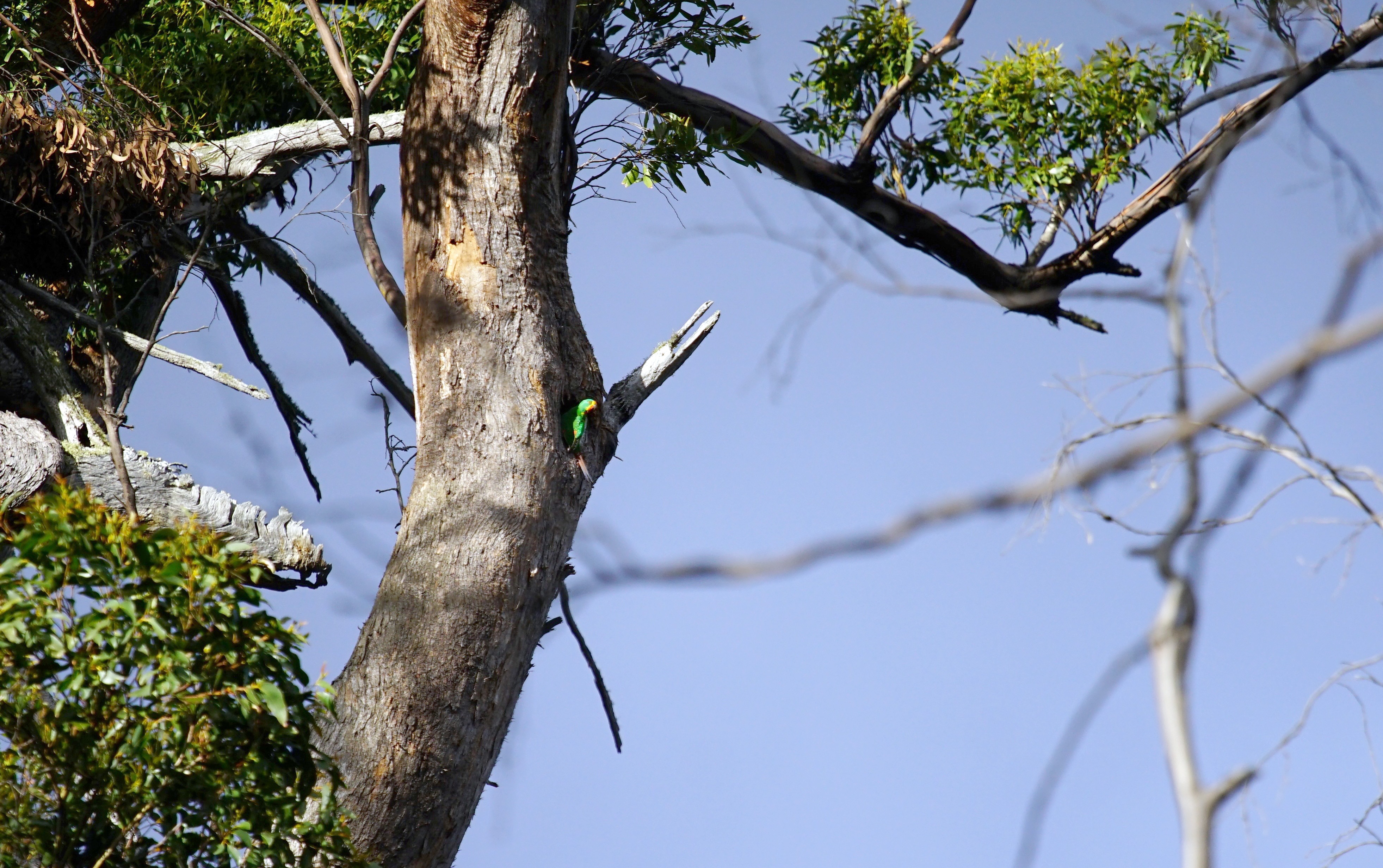 A swift parrot sticks its head out of a high-up tree hollow. 