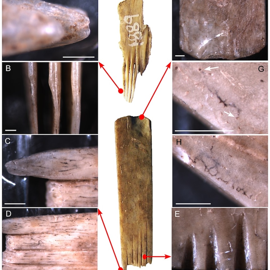 A series of close-ups of a bone tattoo tool, which shows dark lines filling the cracks in the bone.