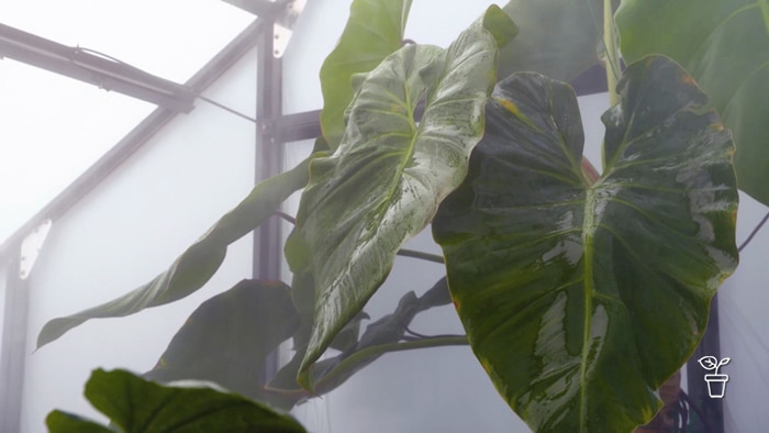 Large green leaves of plant covered in mist in a greenhouse.