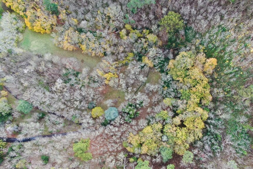 A drone shot overlooking green, yellow and ash-coloured tree tops.