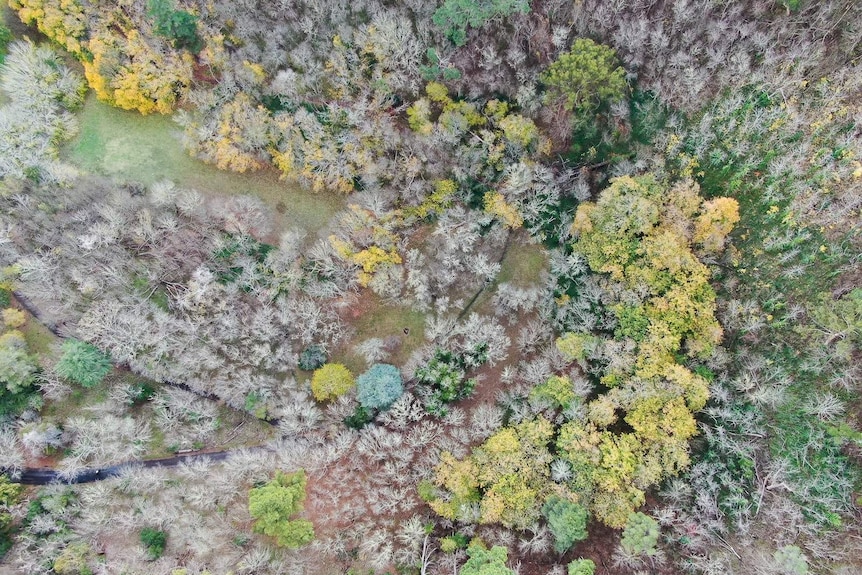 A drone shot overlooking green, yellow and ash-coloured tree tops.