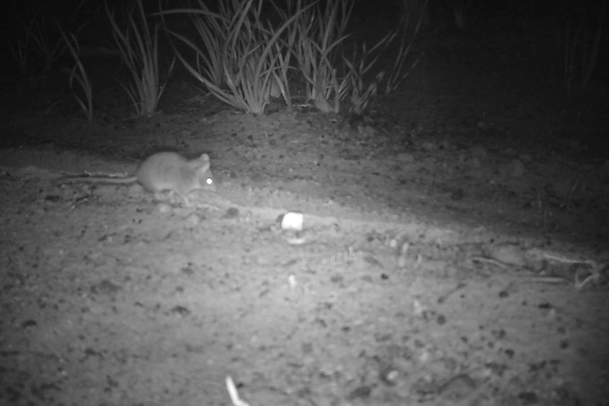 A black and white image of a small mouse-shaped marsupial on sand.