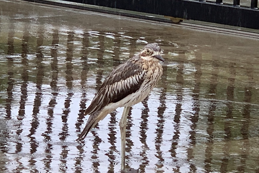 A long legged brown bird standing in a puddle looking grumpy.