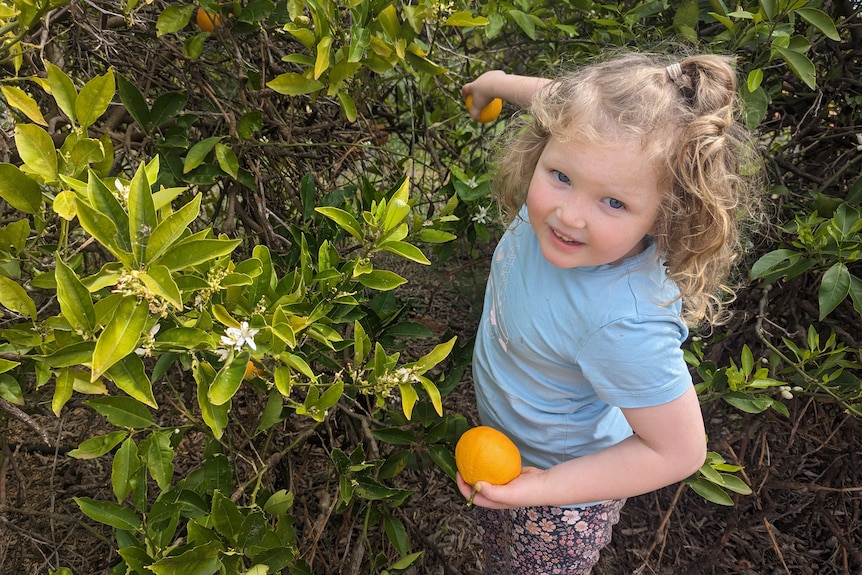 A fair-skinned, curly blonde girl smiles at the camera as she plucks oranges from a citrus orchard. 