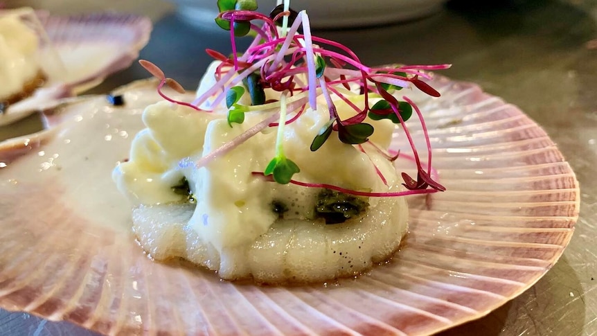 A scallop rests on its shell, covered in a light sauce with a purple garnish.