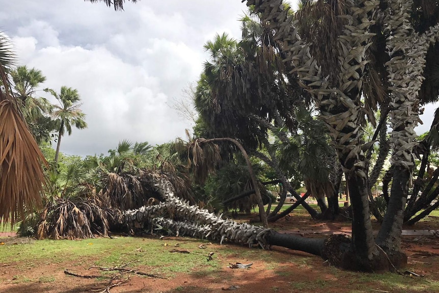 A fallen tree in a park