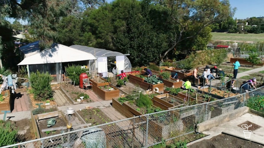 Community garden filled with raised vegie beds and sheds