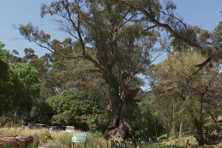 A large tree with wide trunk at a park with many trees