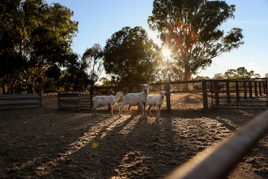 Three sheep stand in yard with fences, trees and a sunrise visible in background