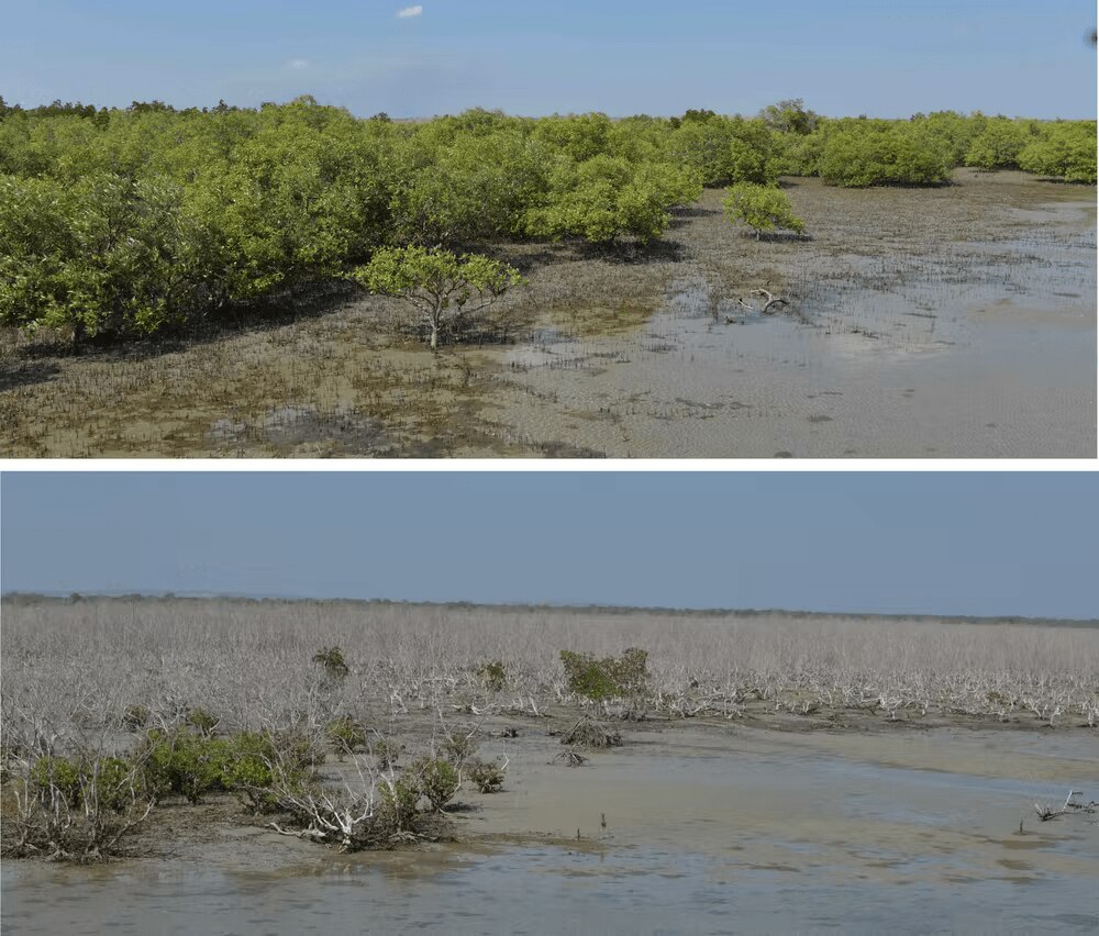 Before and after mangrove death