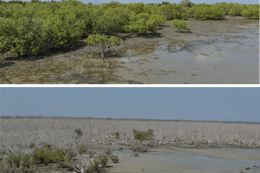 Before and after mangrove death